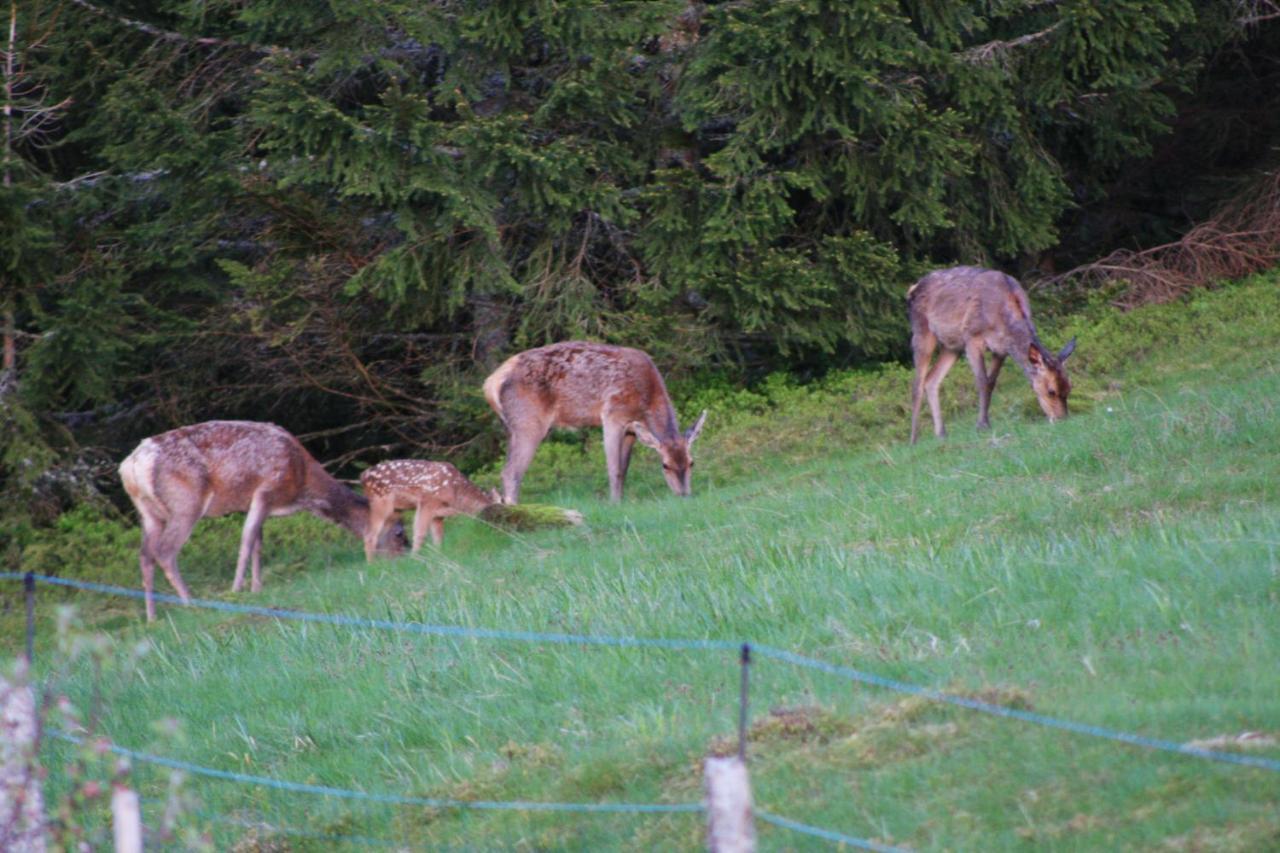 Au Domaine De Py Hotell Le Valtin Exteriör bild